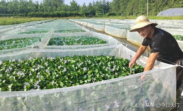 水蛭养殖赚钱吗（天门汪场镇雷场村：养蚂蟥赚了100多万）