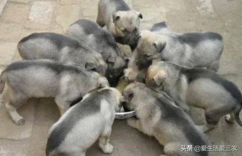 养狗挣钱吗（农村养殖肉狗挣钱吗？）