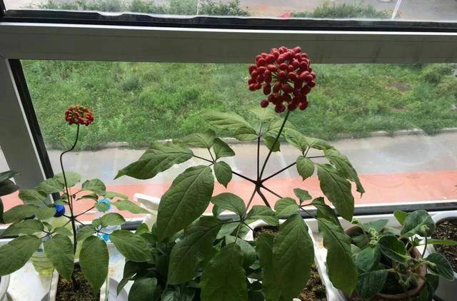 灵芝的栽培养殖方法（这5种花，又好看又能当药材，养一盆身体倍棒！）