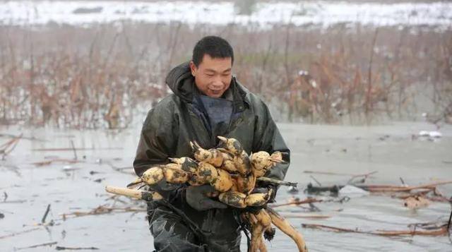 什么手艺好学又赚钱（为什么有些人喜欢挖藕？）