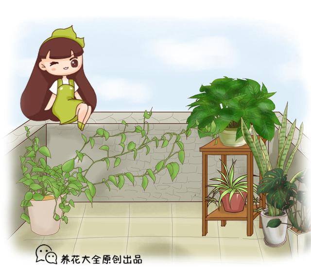 发财树三大忌讳（家里的这三个地方，最好不要放，不然小心你的发财树变成“光杆”）