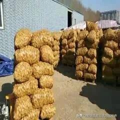 农村有什么好的创业项目见效快（出口枳实项目）