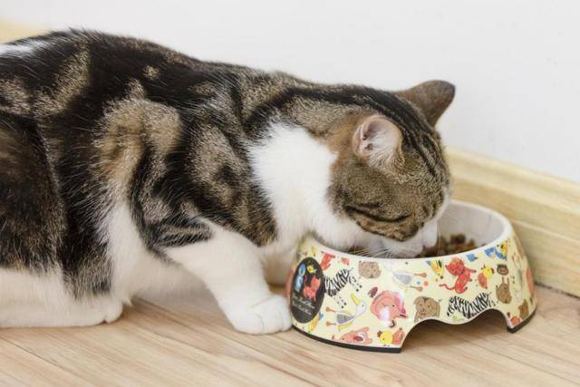 养猫好吗（养猫有这7大好处！不瞒你说，这是有科学依据的，别不信！）