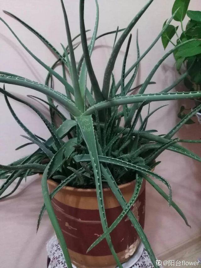 种花赚钱的软件（家里养芦荟，养成这样，一盆变多盆！）
