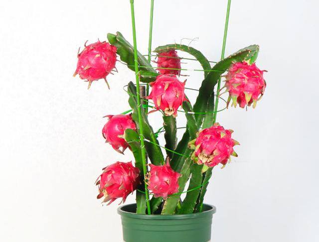 现在种植什么农作物最赚钱（亩收入过万的种植项目都有哪些？）
