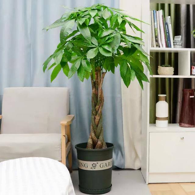 适合客厅养的大型植物有哪些（家里养这几种树，好兆头！）