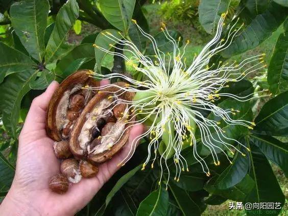 发财树会开花吗（发财树能结果子，种子泡在水中，泡上24小时，成活率百分百）