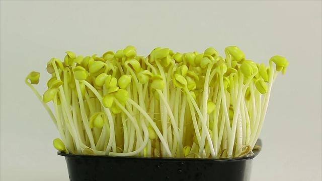 新发明致富小机器（“豆芽大王”发明豆芽机，1台机器日产4万斤）