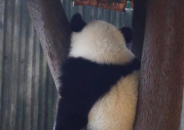 熊猫游戏（《新天龙八部》成都熊猫基地认养大熊猫，每年便宜150w）