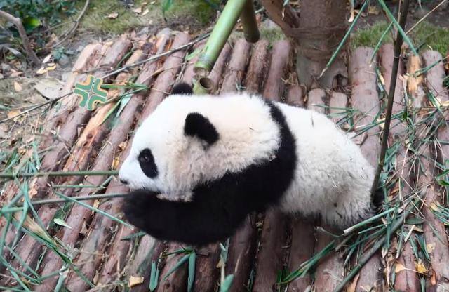熊猫游戏（《新天龙八部》成都熊猫基地认养大熊猫，每年便宜150w）