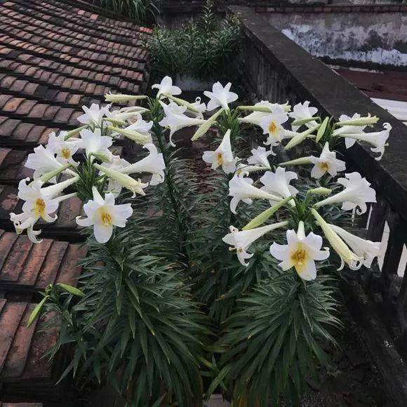 种花赚钱的软件（家里养芦荟，养成这样，一盆变多盆！）