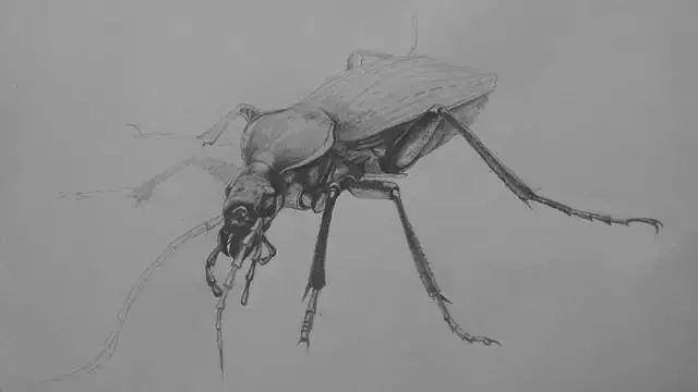 零基础画画（水彩教程｜水彩教程（一））