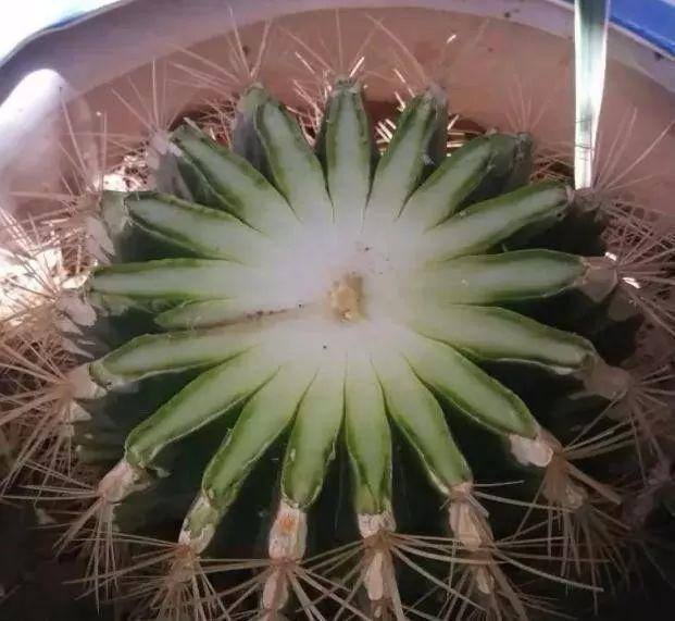 种花赚钱的软件（家里养芦荟，养成这样，一盆变多盆！）