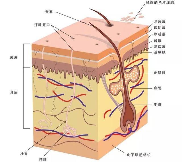 自己在家如何深层补水（皮肤“深层补水”）