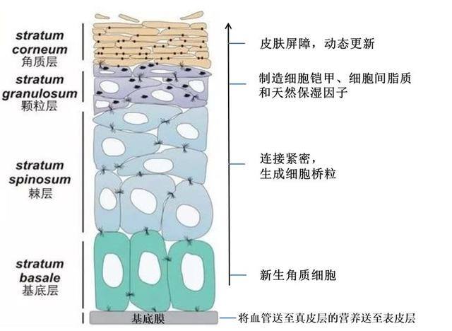 自己在家如何深层补水（皮肤“深层补水”）