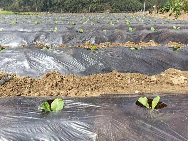 种烟草一亩地赚多少钱（沧源县糯良乡早植夏烟移栽完毕）