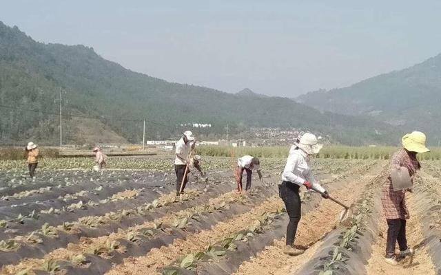 种烟草一亩地赚多少钱（沧源县糯良乡早植夏烟移栽完毕）