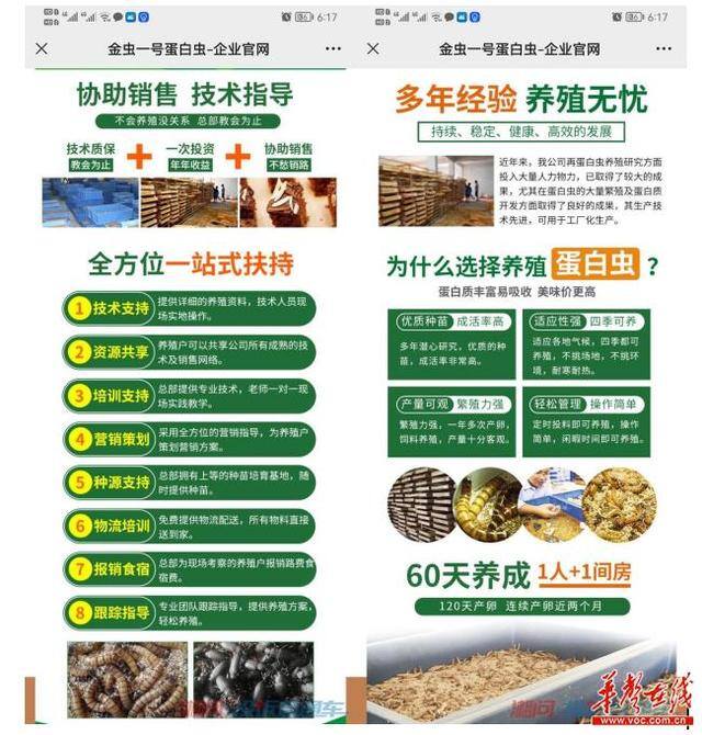 蛋白虫养殖真的挣钱吗（蛋白虫回收价高出市面价，公司亏本回收？）