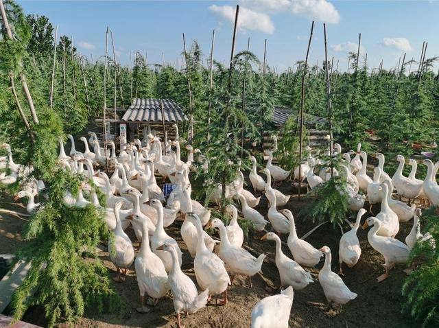 林下种植有什么较好的产业（淮滨县张里乡：万亩“雪松”助力脱贫攻坚）