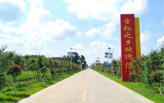 林下种植有什么较好的产业（淮滨县张里乡：万亩“雪松”助力脱贫攻坚）