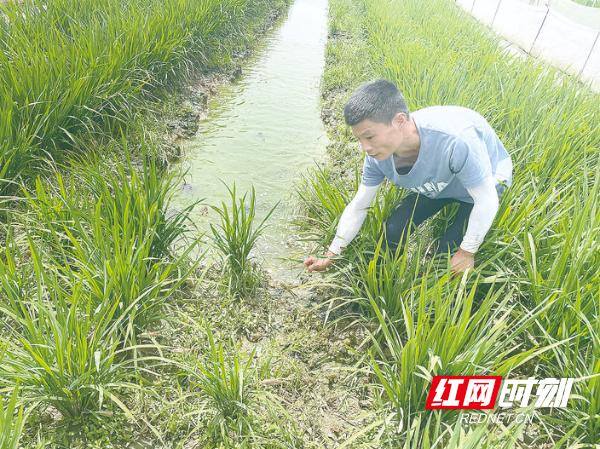 泥鳅养殖项目（王灿：“蛙稻鳅”共生助力乡村振兴）