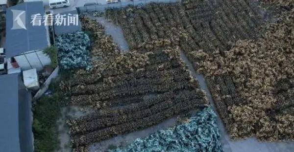 小拉出行一天能赚多少钱（共享单车运营成本增加，车被拉走后去了哪？）