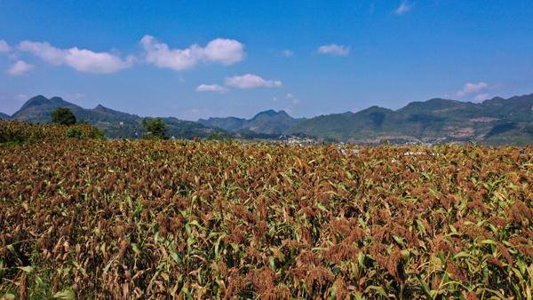 种植100亩高粱能挣多少钱（贵州频道高粱垂红穗）
