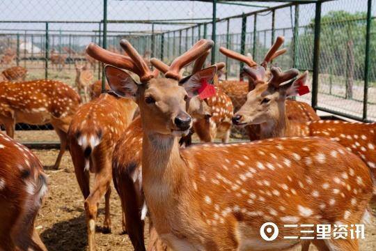 养鹿5只一年能挣多少钱（张绍军：梅花鹿带动乡村振兴）