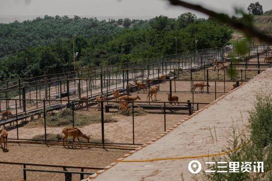 养鹿5只一年能挣多少钱（张绍军：梅花鹿带动乡村振兴）