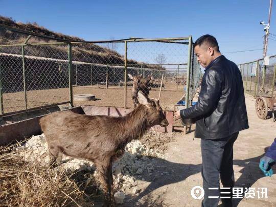 养鹿5只一年能挣多少钱（张绍军：梅花鹿带动乡村振兴）
