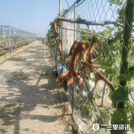 养鹿5只一年能挣多少钱（张绍军：梅花鹿带动乡村振兴）