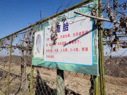 养鹿5只一年能挣多少钱（张绍军：梅花鹿带动乡村振兴）