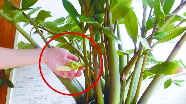 适合客厅养的大型植物有哪些（家里养这几种树，好兆头！）