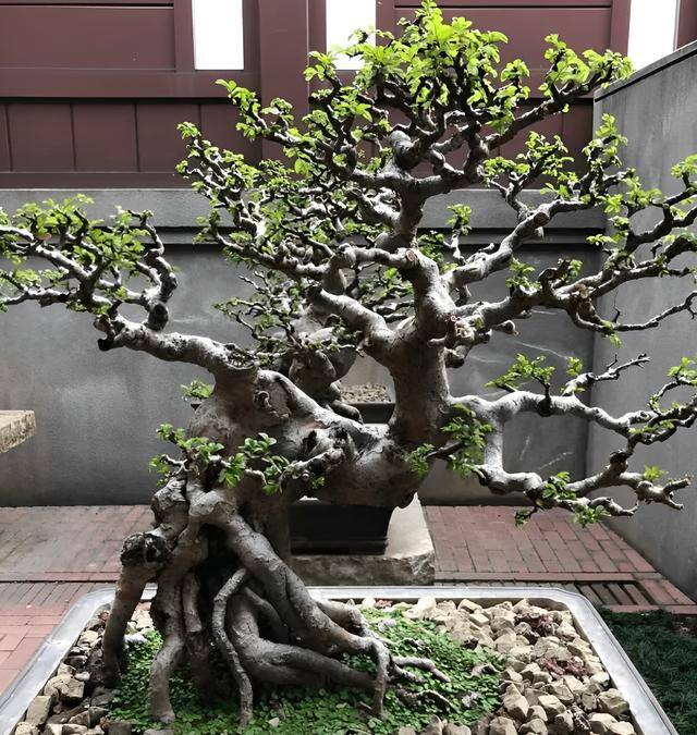 院子里栽什么树镇宅旺财（“家有4种镇宅树，不富也发”，种植后容易成活，养2年价值翻倍）