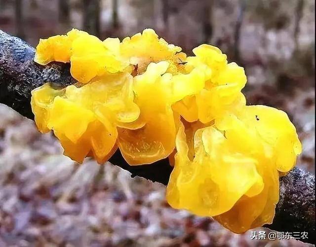 金耳菌种植挣钱吗（“金耳”与其它颜色的木耳有什么区别吗？）