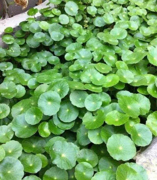 家庭养殖业什么最赚钱（这4种植物，养上一盆，就能繁殖上百棵小苗）