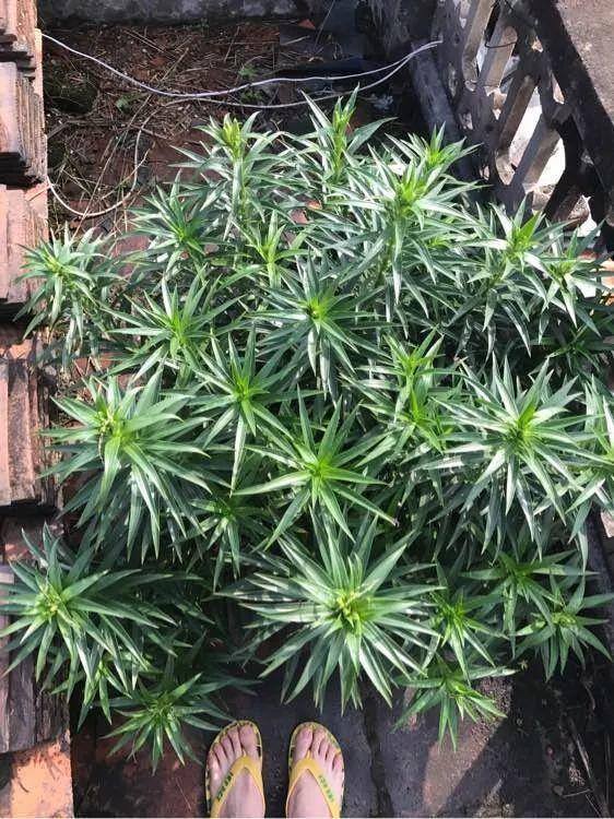 种花赚钱的软件（家里养芦荟，养成这样，一盆变多盆！）