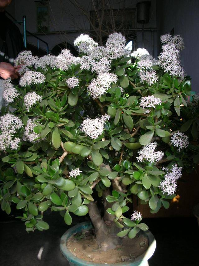 适合客厅养的大型植物有哪些（家里养这几种树，好兆头！）