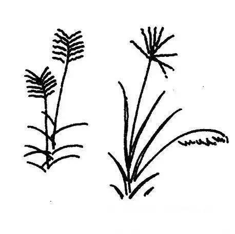 春天怎么画简单好看（春季简笔画，你了解多少？）