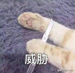 it行业是做什么的（6分钟带你了解it行业）