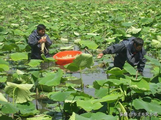 在家赚钱的方法（农民在农村建筑工地上做什么？）