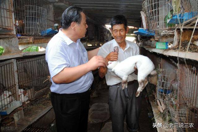兔子养殖的利润怎么样（养兔想赚钱，选择好品种是成功的一半）
