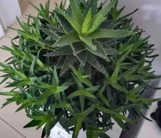 家庭养殖业什么最赚钱（这4种植物，养上一盆，就能繁殖上百棵小苗）