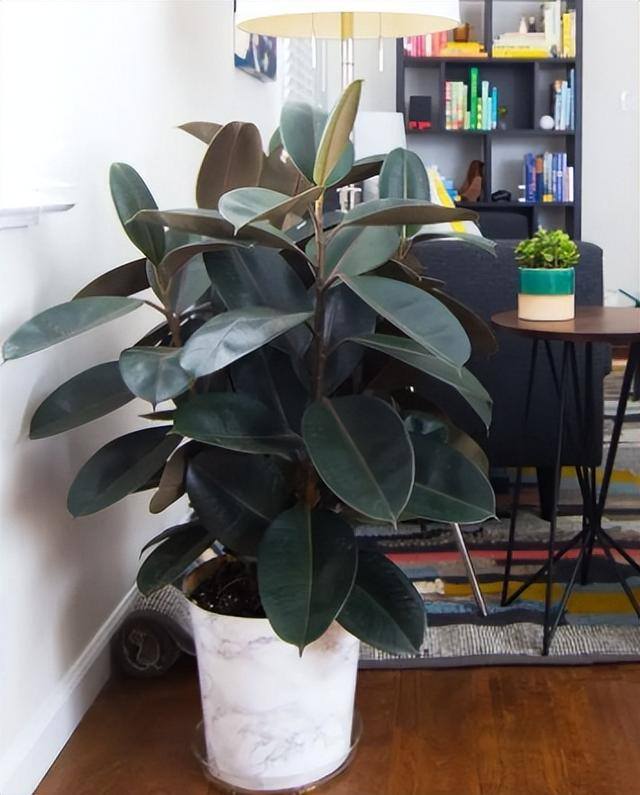 家里阳台种什么植物风水好又旺财（家里养这6种植物，寓意着招财进宝，寓意着财运好）