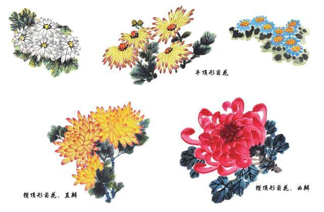 绘画技法教程（菊花的绘画技法）
