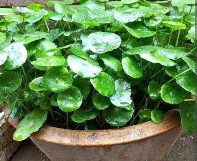 家庭养殖业什么最赚钱（这4种植物，养上一盆，就能繁殖上百棵小苗）