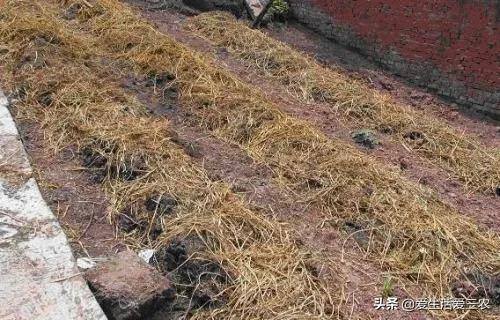 养蚯蚓真的可以赚钱吗（蚯蚓的养殖成本需要多少？）