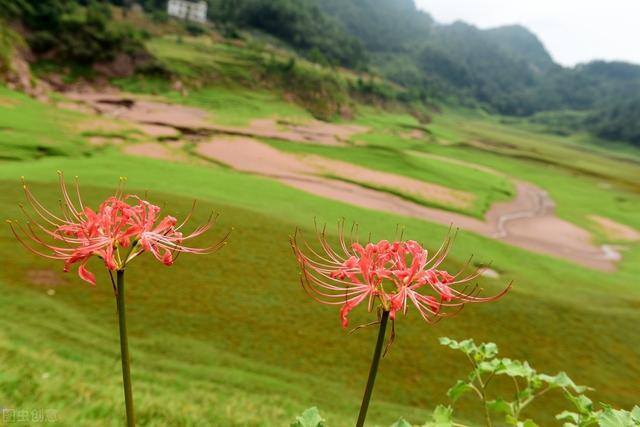 彼岸花适合在家里养吗（农村称之为“鬼花”，有人却养在家里，花友：拔了，不吉利！）