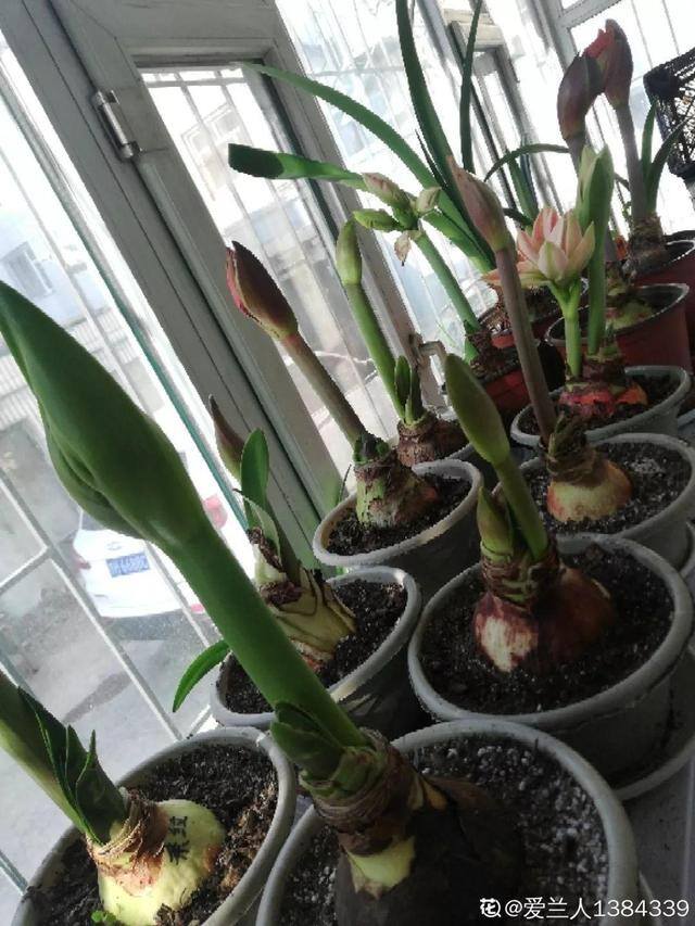 种花赚钱的软件（家里养芦荟，养成这样，一盆变多盆！）
