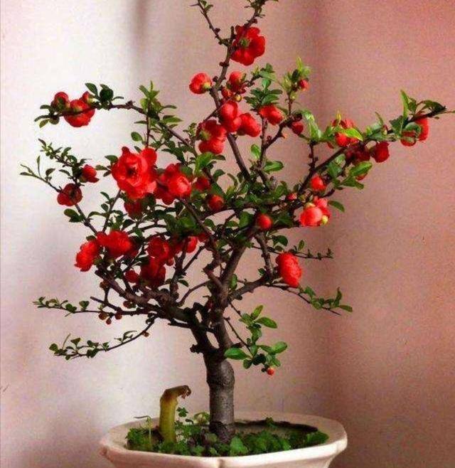 海棠花的种植方法及养护（养海棠盆栽，几个关键养护要做对，才能大量开花）